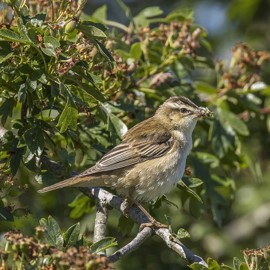 Sedge Warbler