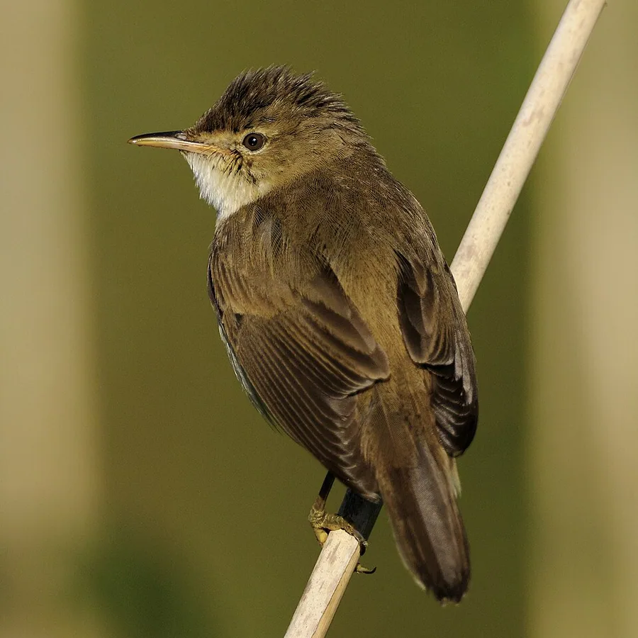 Reed Warbler