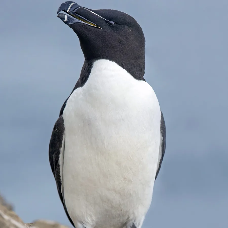 Razorbill