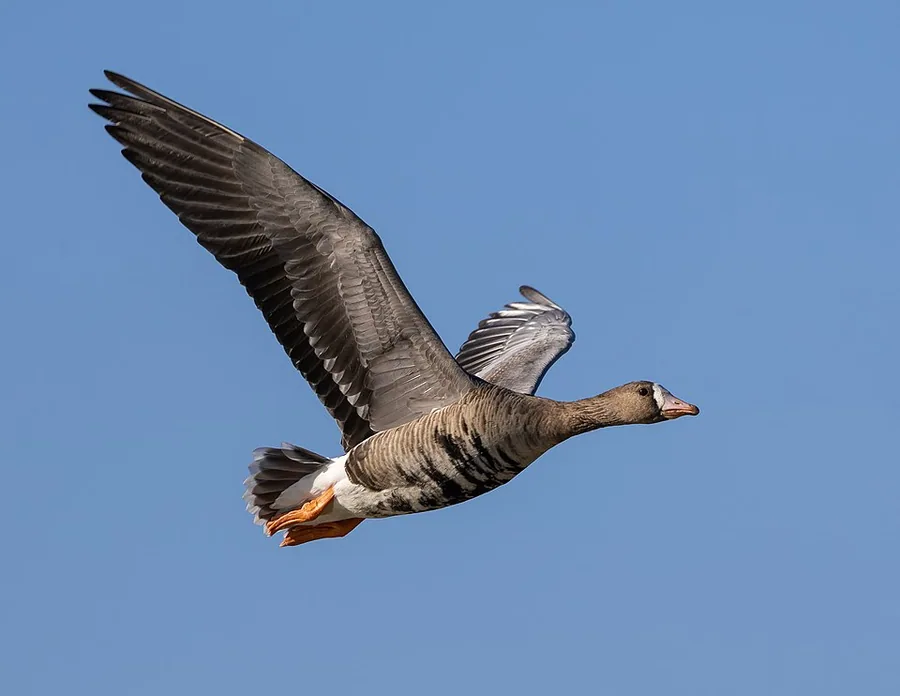 White-fronted Goose