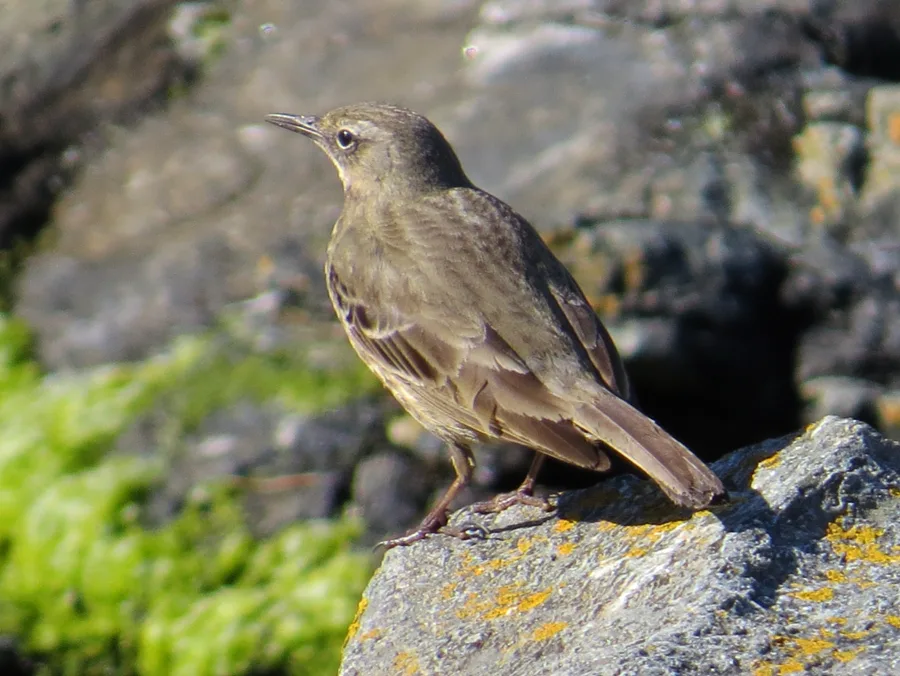 Rock Pipit