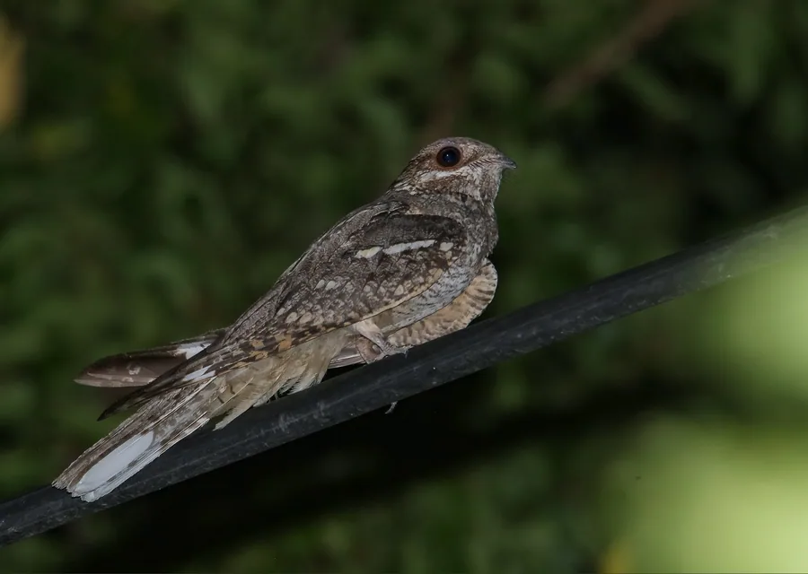 European Nightjar