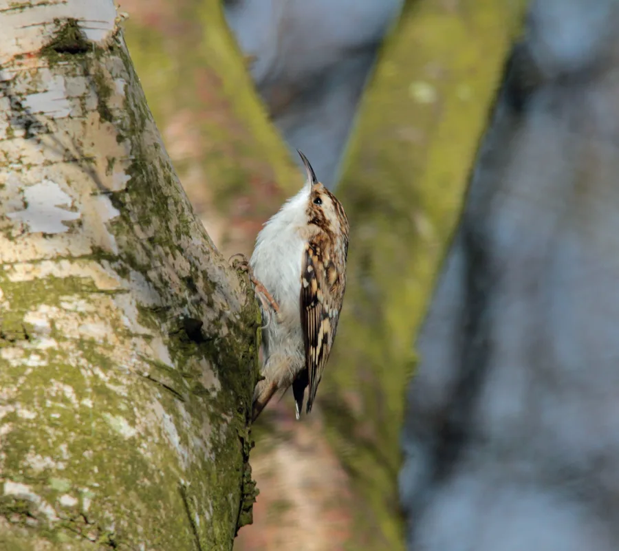 Eurasian Treecreeper