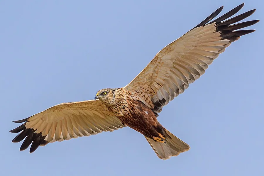 Marsh Harrier