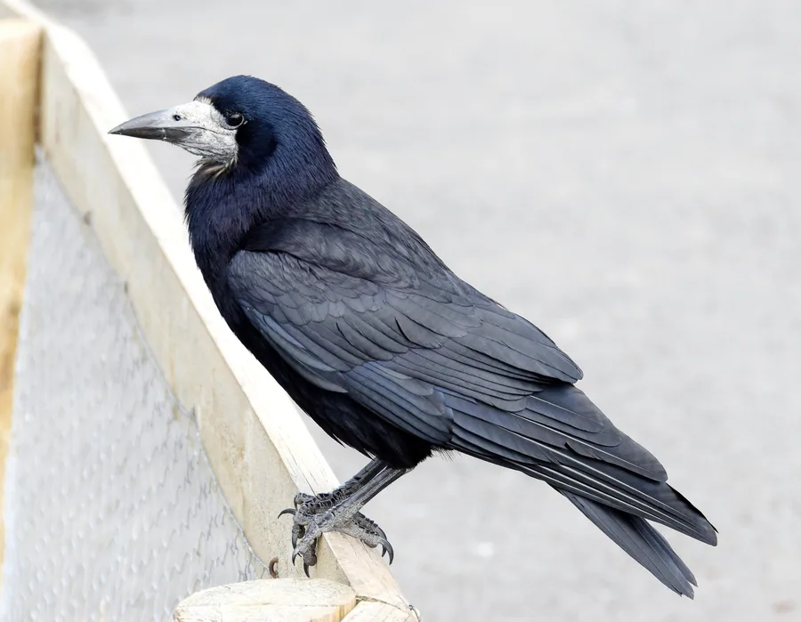 Rook