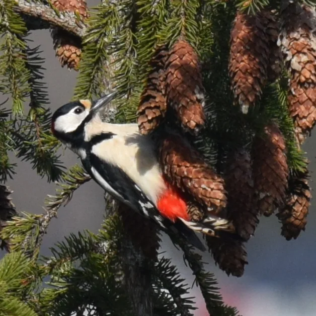 Great Spotted Woodpecker
