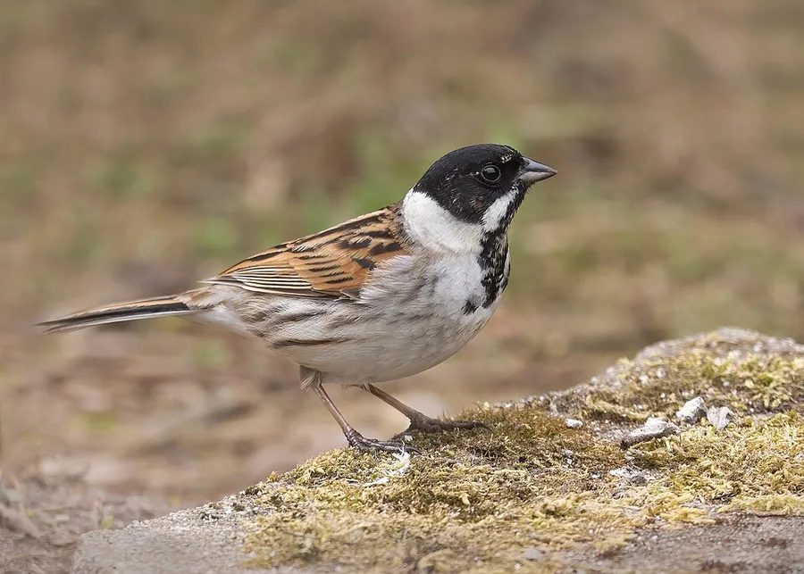 Reed Bunting