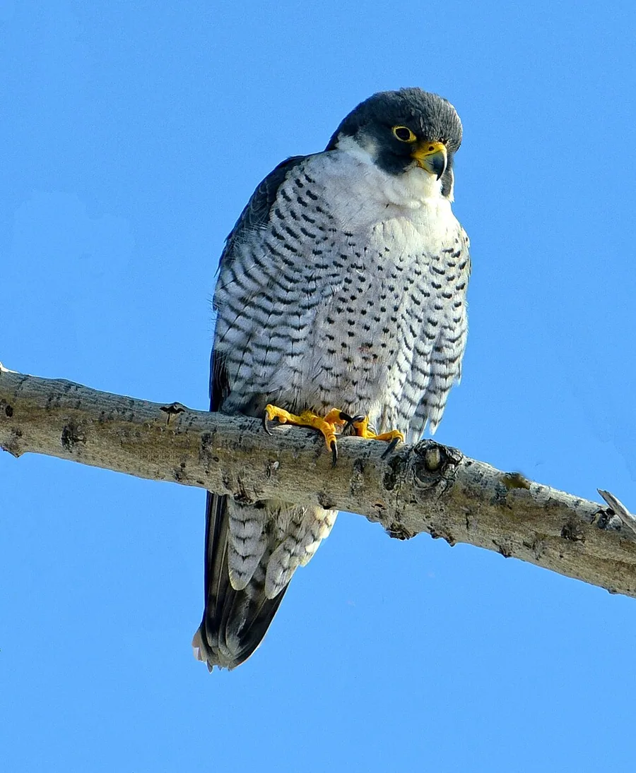 Peregrine