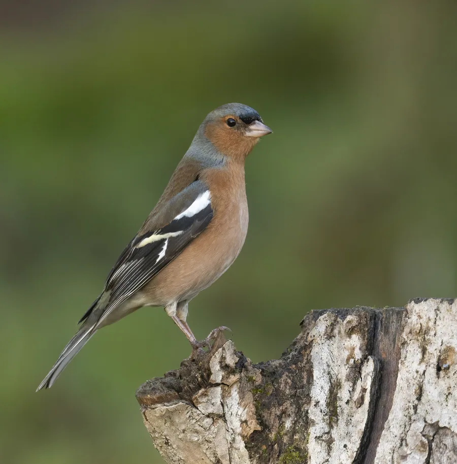 Chaffinch