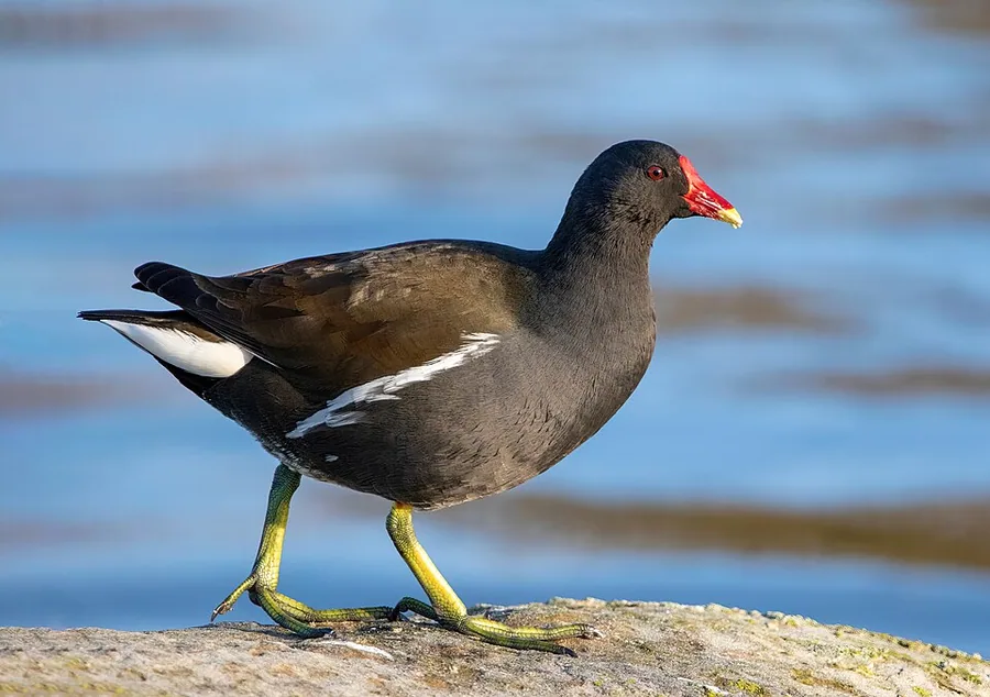 Moorhen