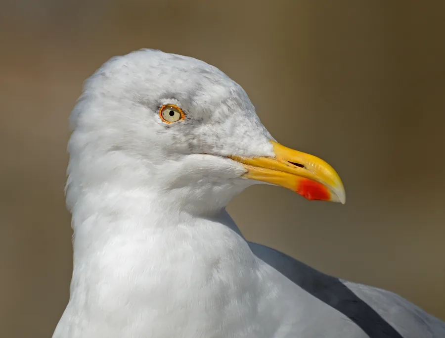 European Herring Gull
