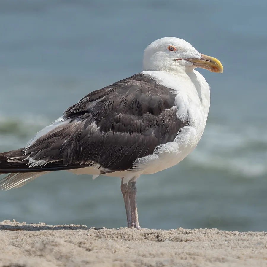 Great Black-backed Gull
