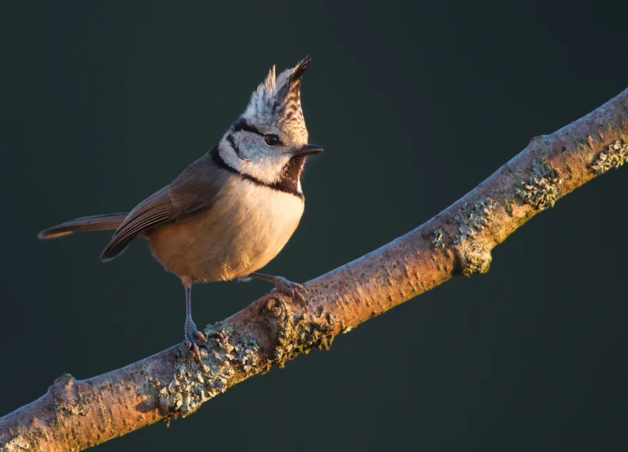 Crested Tit