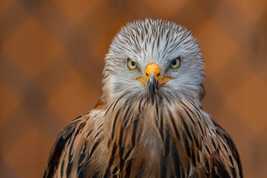 Red Kite