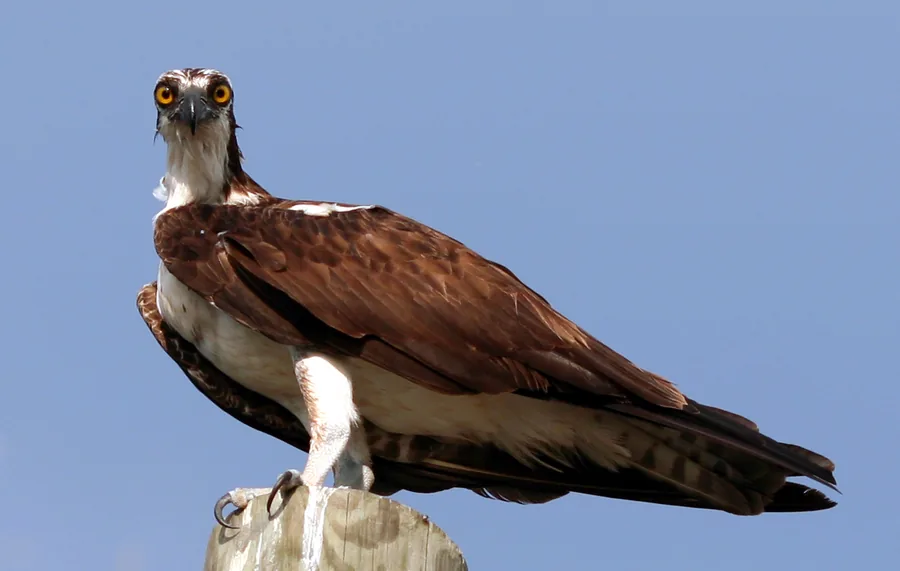 Osprey
