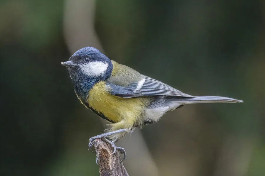 Great Tit