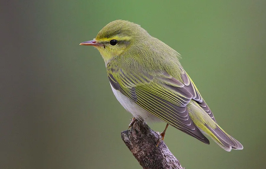 Wood Warbler
