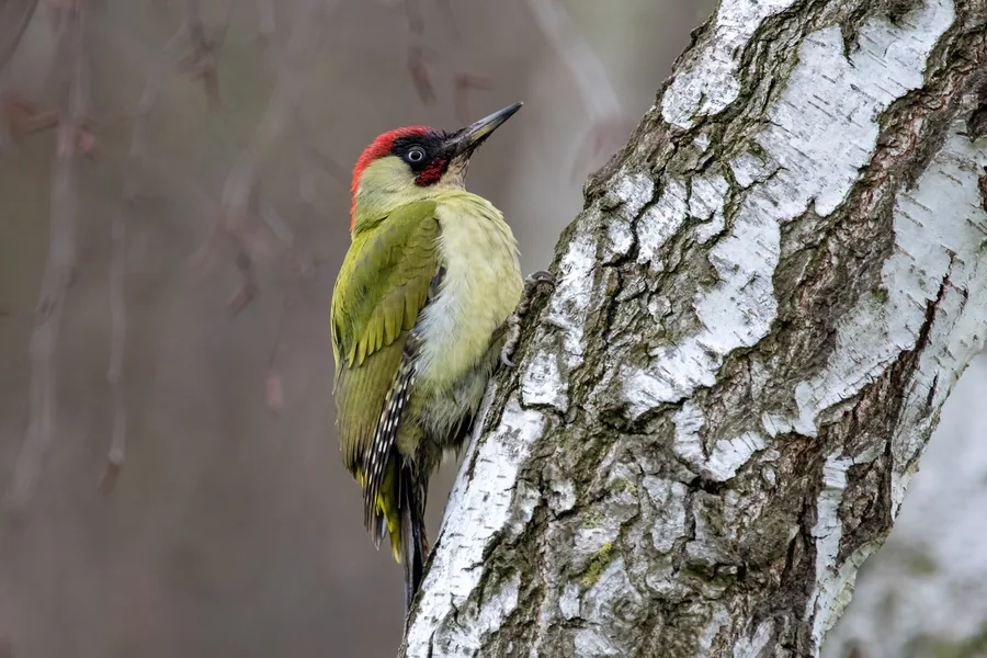 European Green Woodpecker