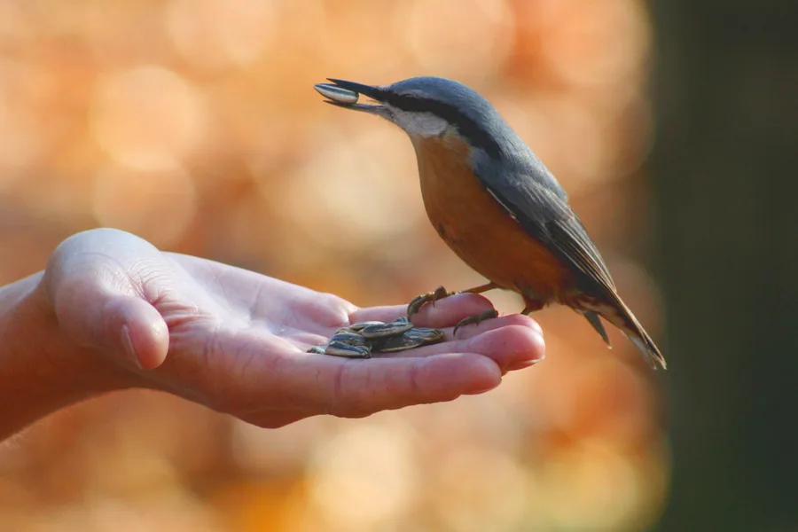 Eurasian Nuthatch