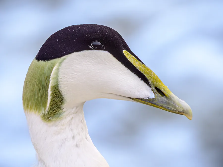 Common Eider