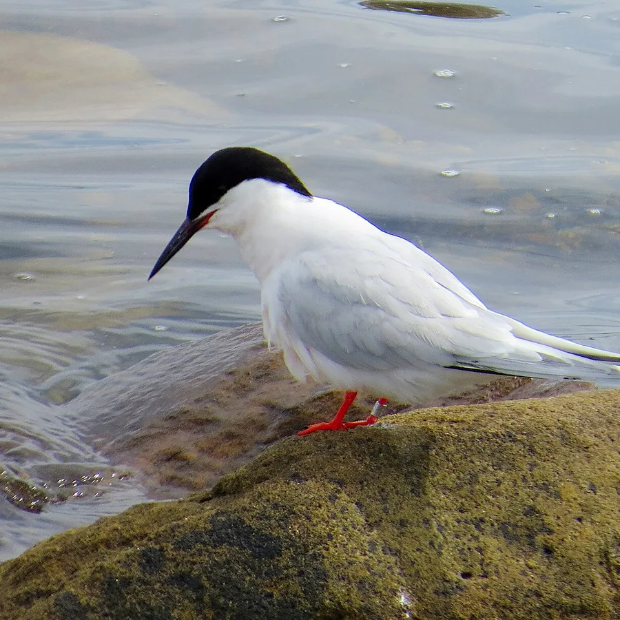 Roseate Tern