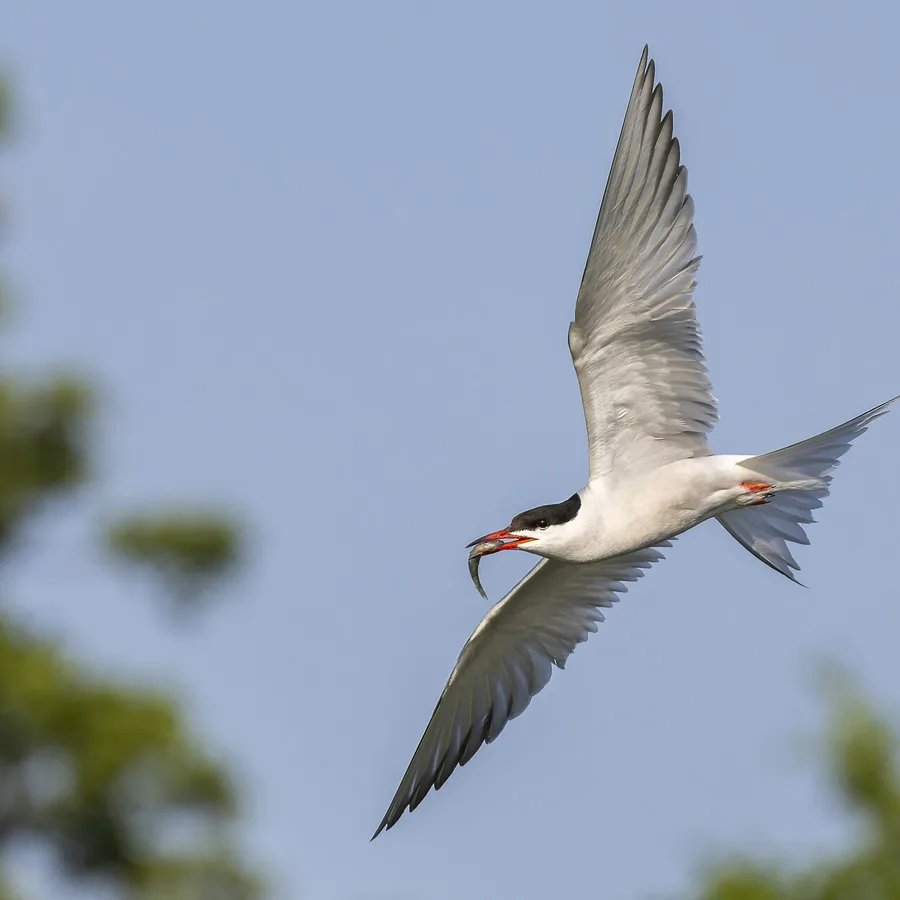 Common Tern