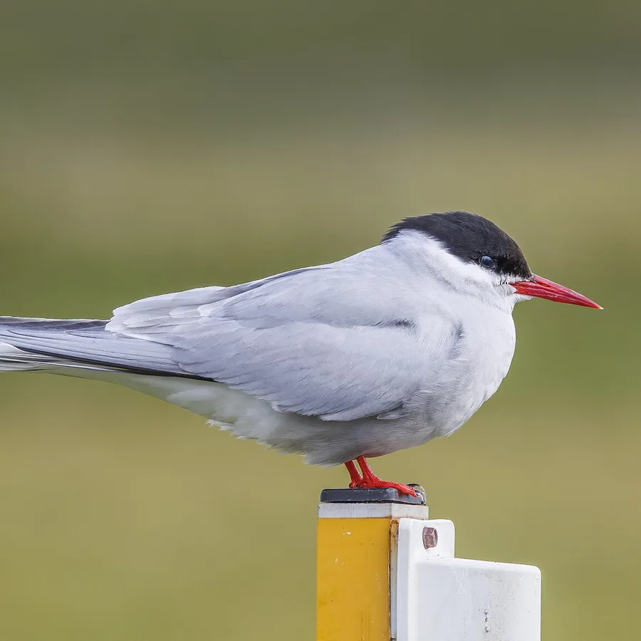 Arctic Tern