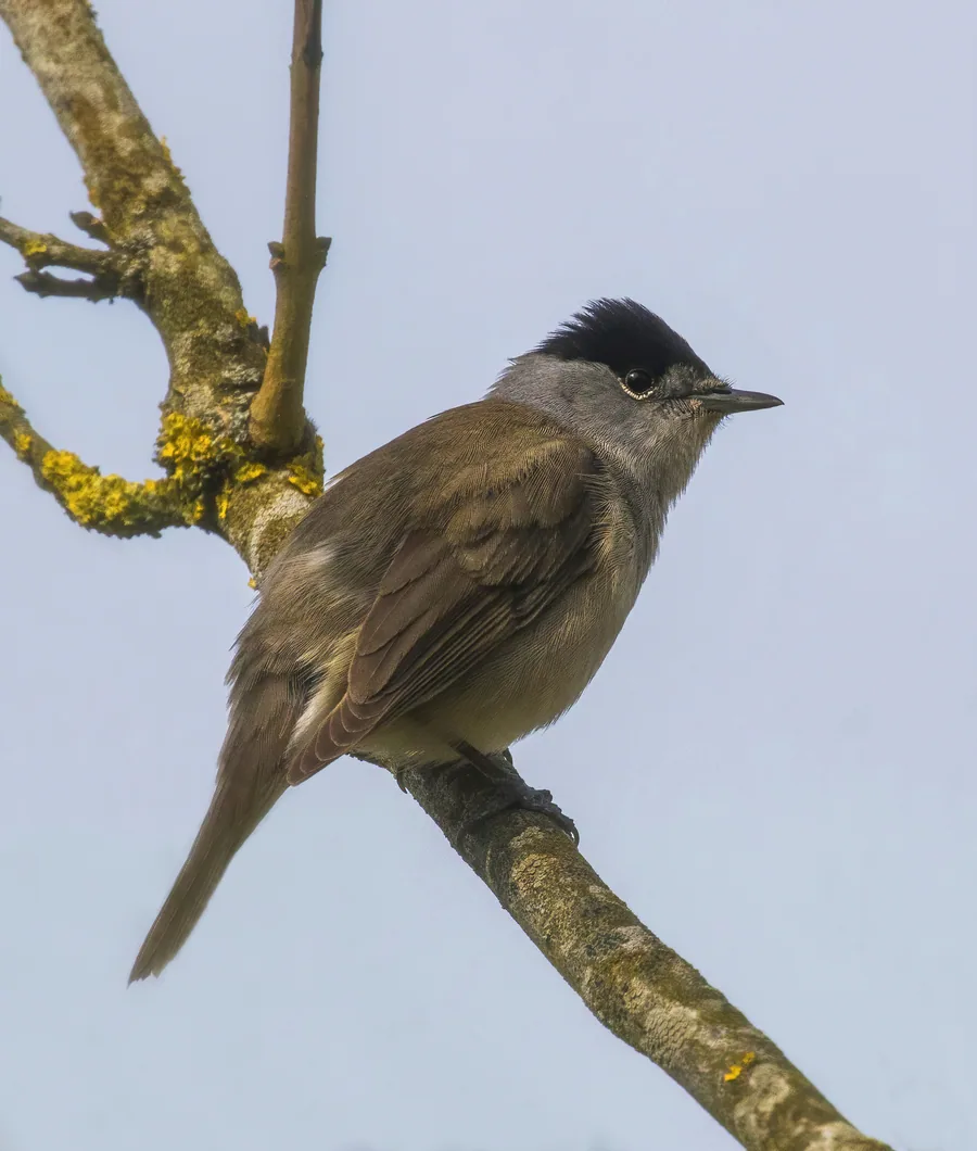 Blackcap
