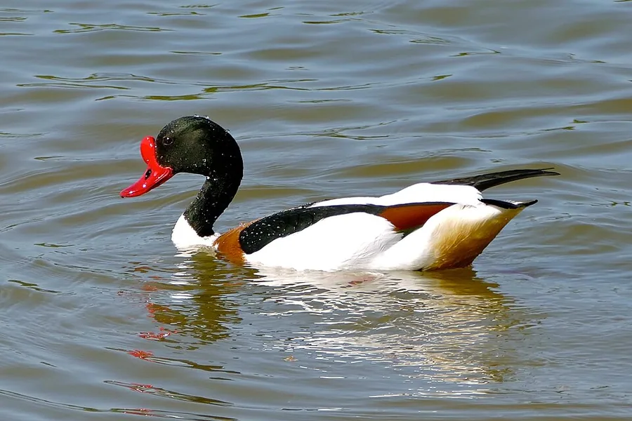 Shelduck