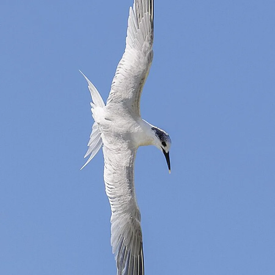 Sandwich Tern