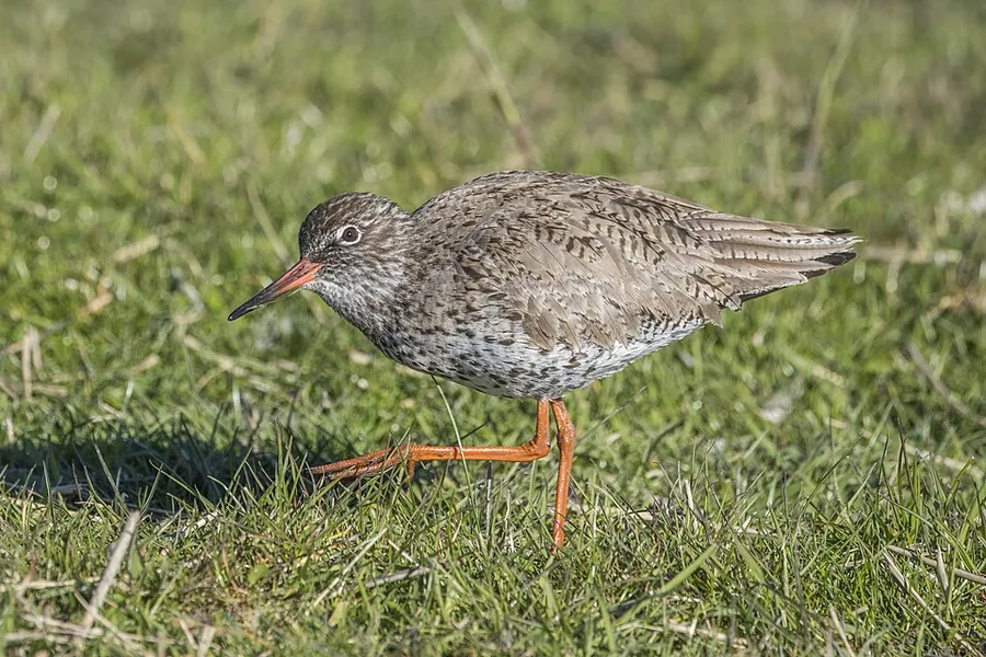 Redshank