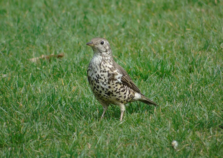 Song Thrush