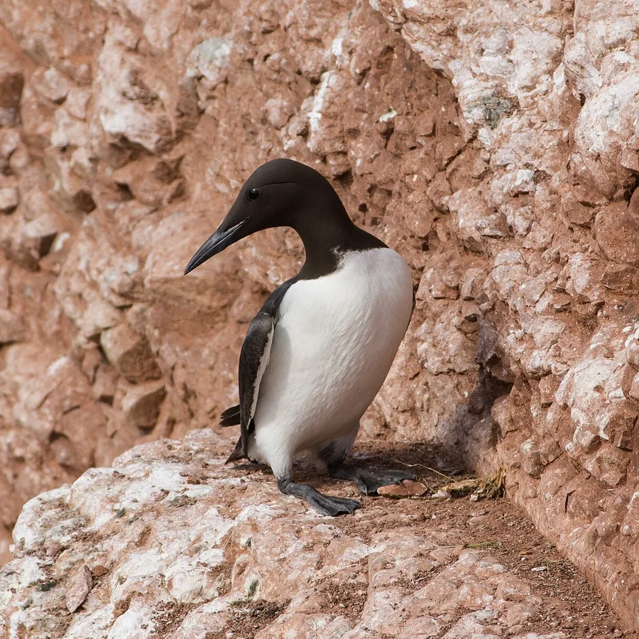 Common Guillemot